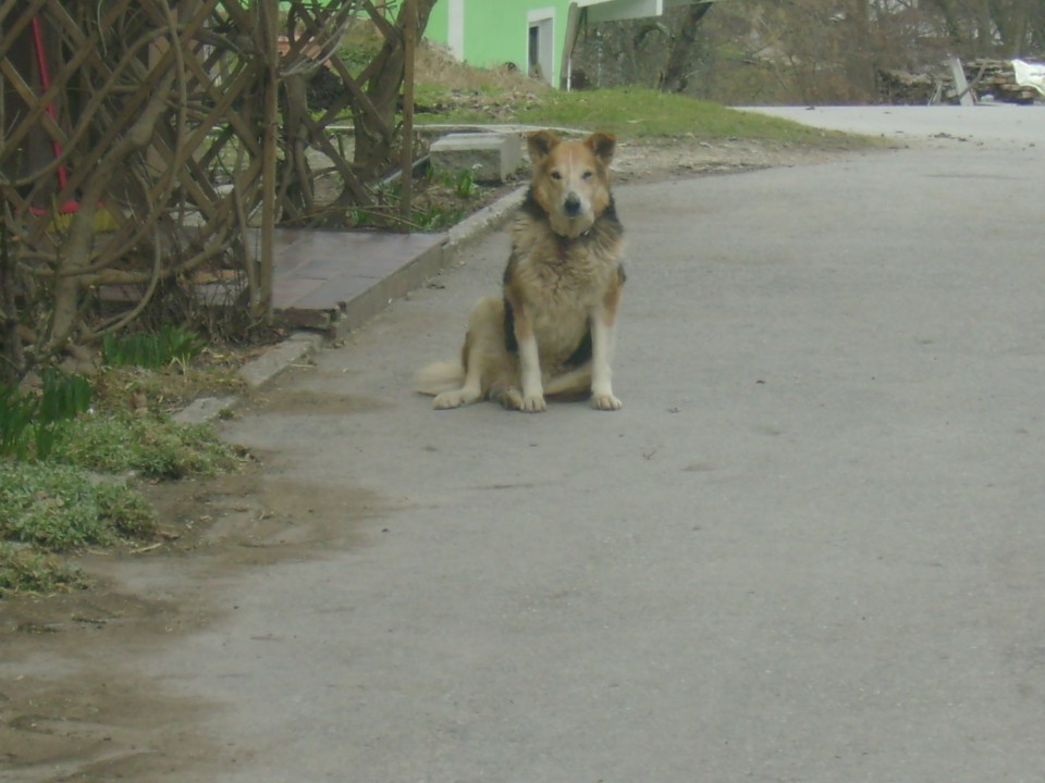 Runo - foto povečava