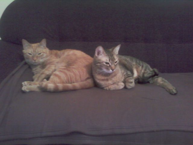 Garfield & Tobi - foto