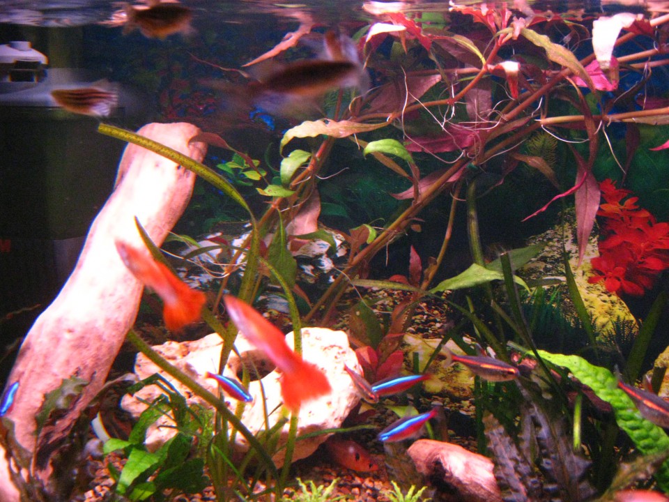 Akvarij 58l - foto povečava
