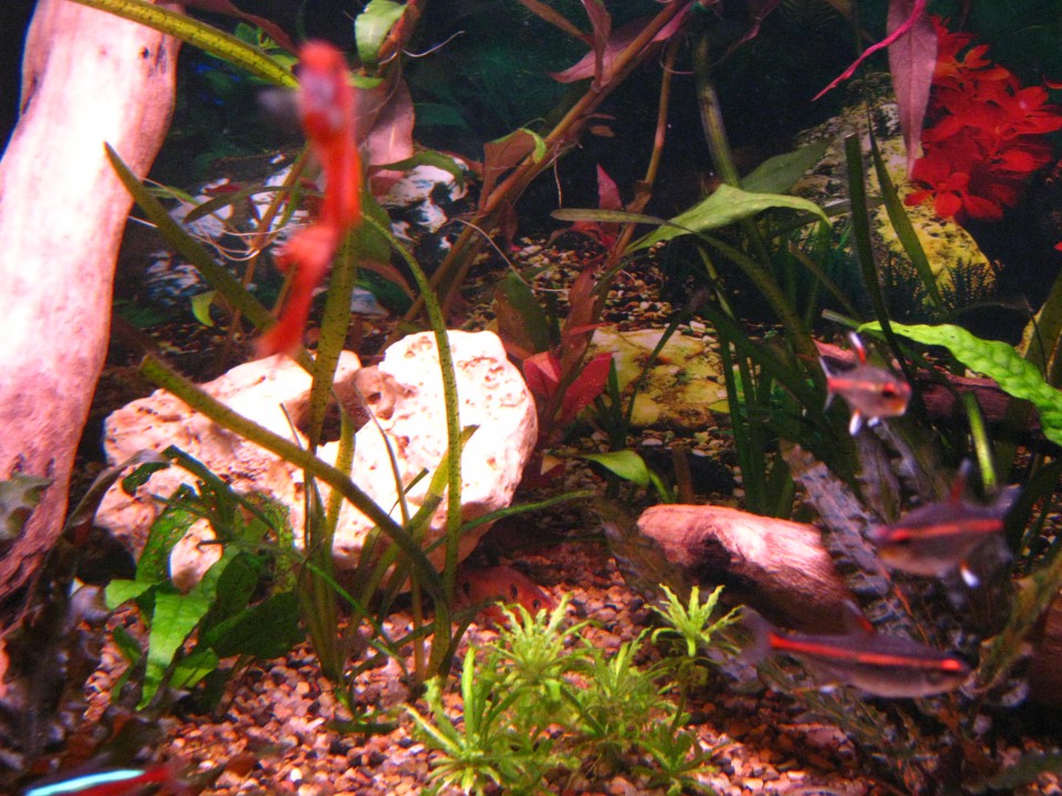 Akvarij 58l - foto povečava