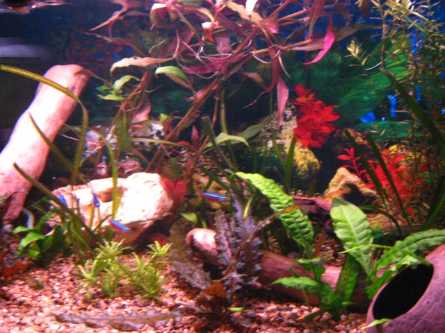 Akvarij 58l - foto