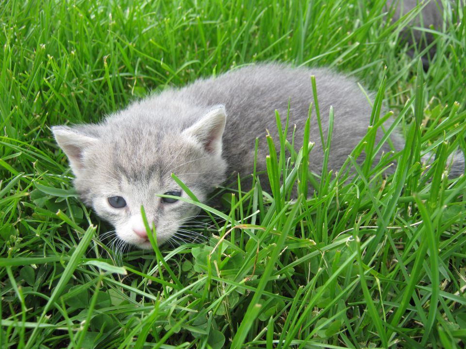 Mucki 2010 - foto povečava