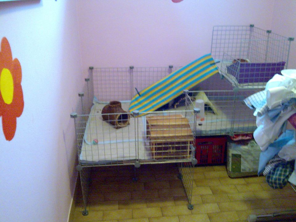 Hišni zajček miška - foto povečava