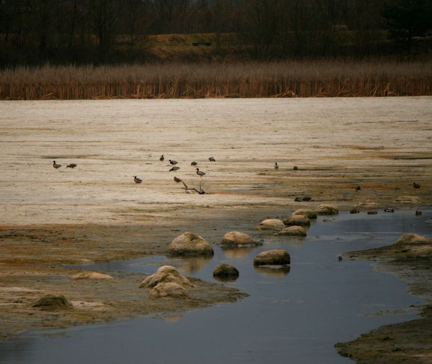 Vrbje - foto povečava