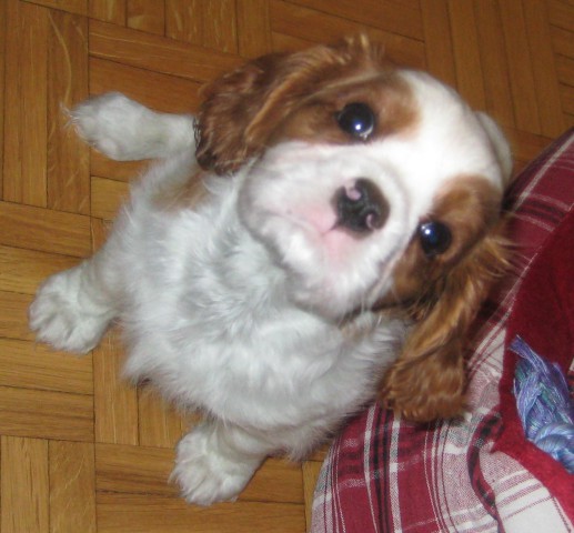 Charlie 2 mesca - foto