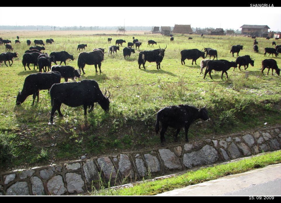 Kitajska, avg. 2009 (2. del) - foto povečava