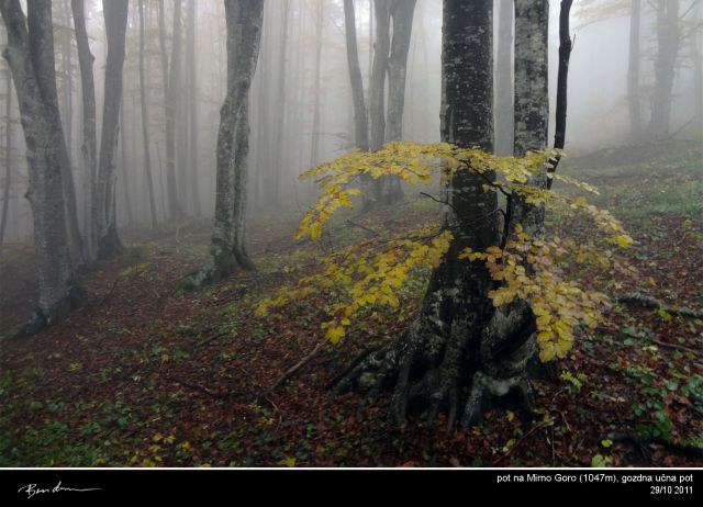 Bela Krajina, okt. 2011 - foto