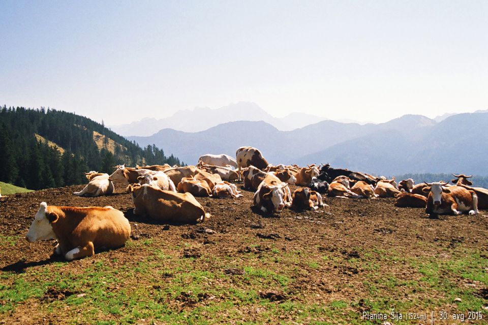 Planine Pungrat, Šija, Ilovica, avg. 2015 - foto povečava