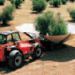 Olive in Manitou