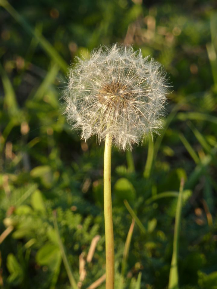 Jesen - foto povečava