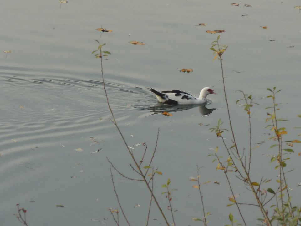 PODGURSKA, KER PLAVA BLIŽE DESNEMU BREGU