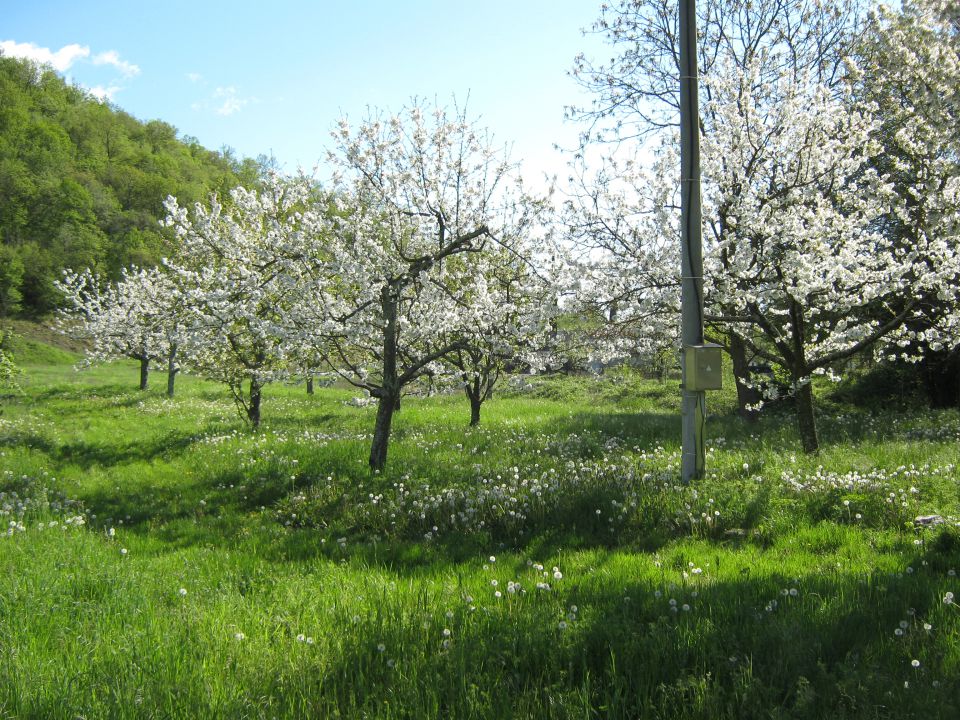 Njiva - foto povečava