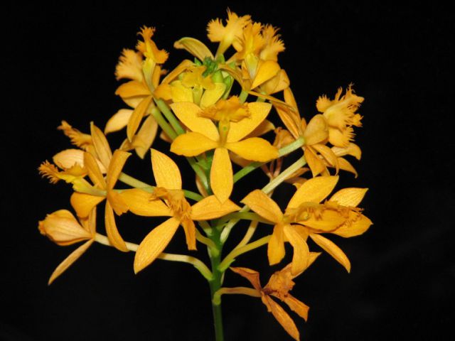 Orhideje 2009 - foto