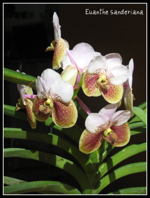 Orhideje 2010 - foto