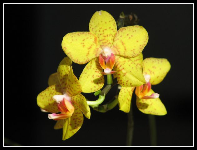 Orhideje 2011 - foto