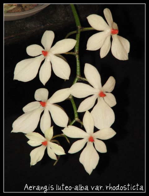 Orhideje 2011 - foto