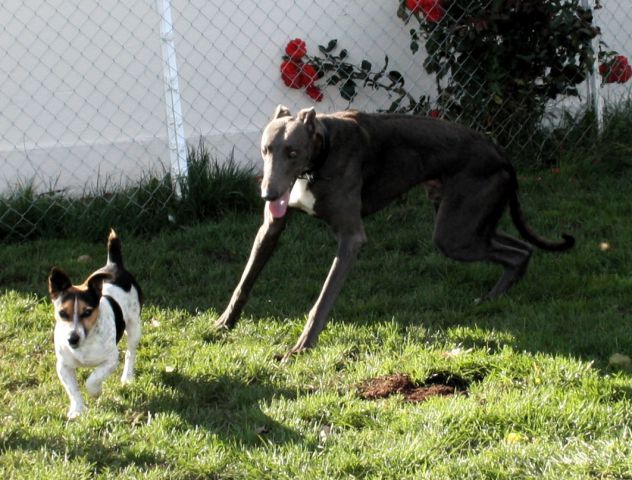 Greyhoundi iščejo dom - foto