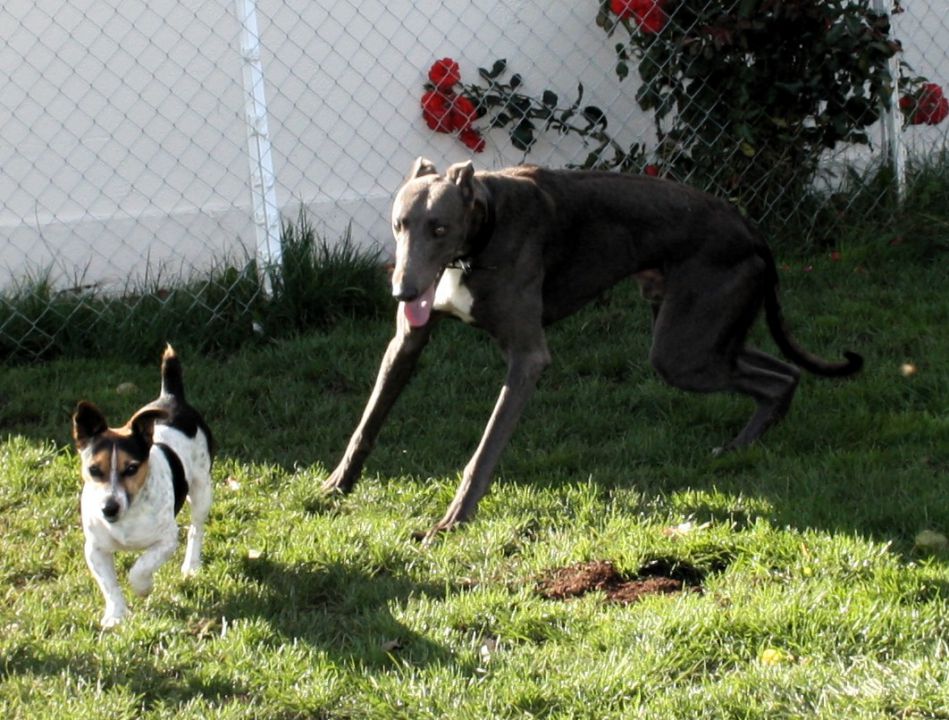 Greyhoundi iščejo dom - foto povečava
