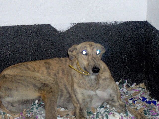 Greyhoundi iščejo dom - foto