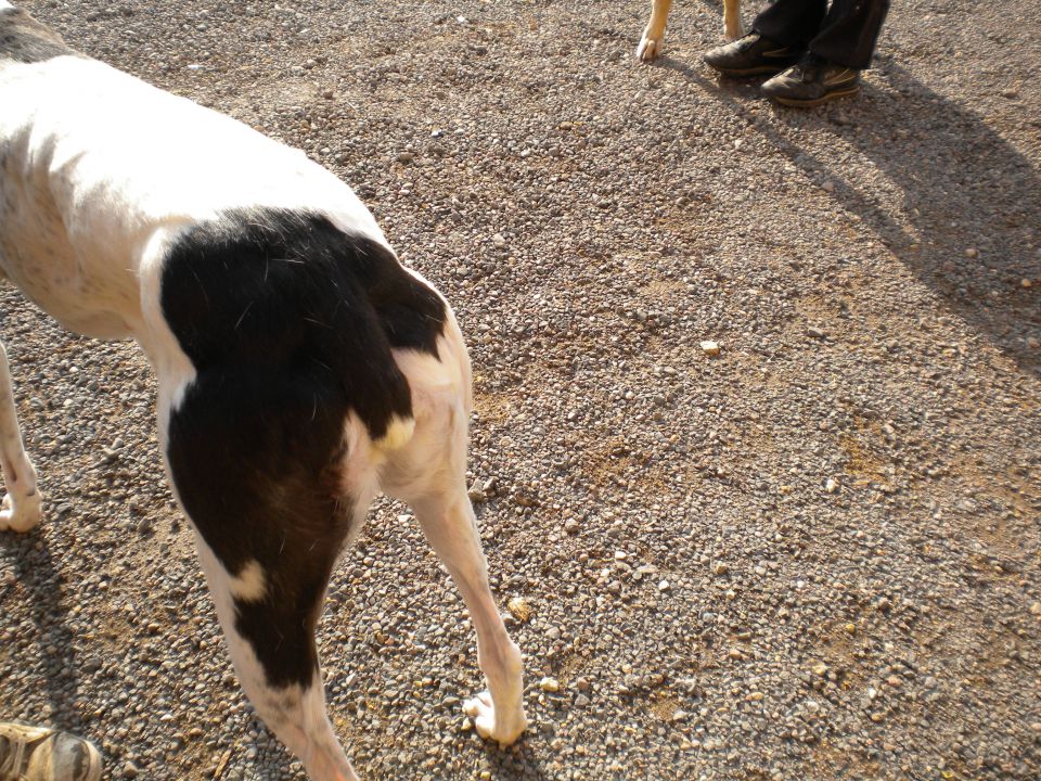 Greyhoundi iščejo dom - foto povečava