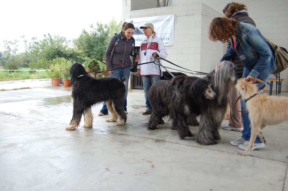 Posvojitev greyhoundov - Hrtji svet - foto povečava