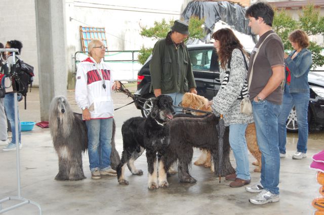 Posvojitev greyhoundov - Hrtji svet - foto