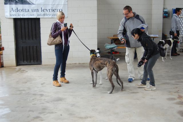 Posvojitev greyhoundov - Hrtji svet - foto