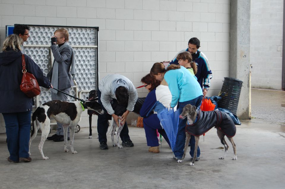 Posvojitev greyhoundov - Hrtji svet - foto povečava