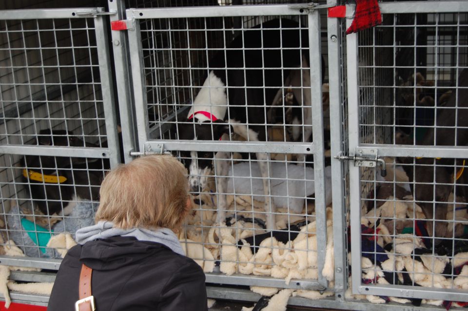 Posvojitev greyhoundov - Hrtji svet - foto povečava