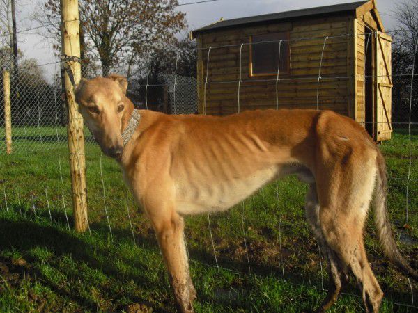 Greyhoundi iščejo dom - 2011 - foto