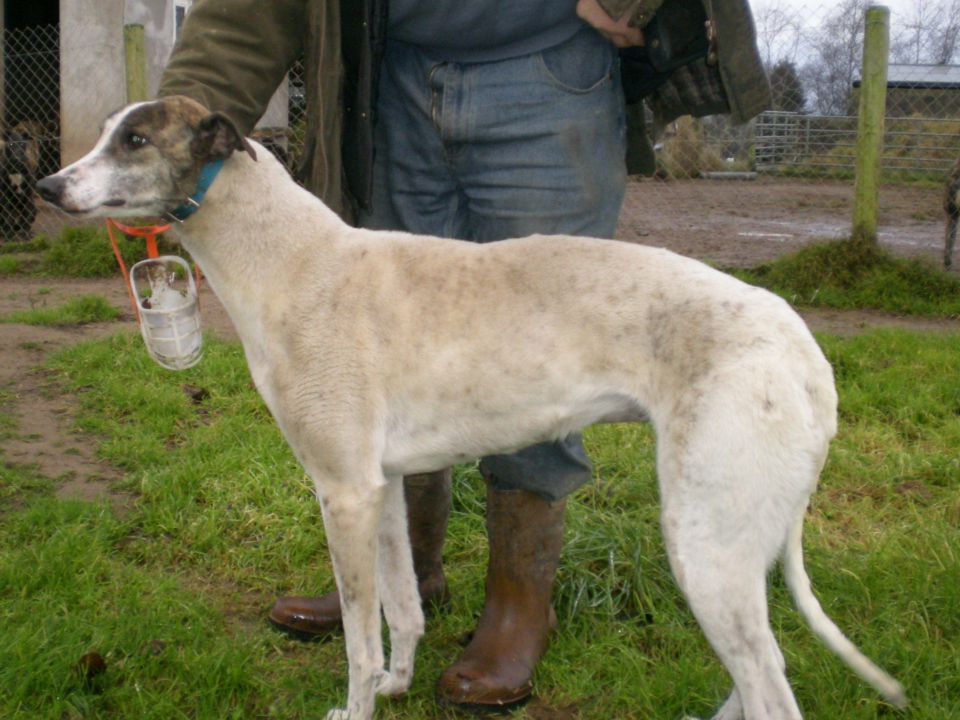 Greyhoundi iščejo dom - 2011 - foto povečava