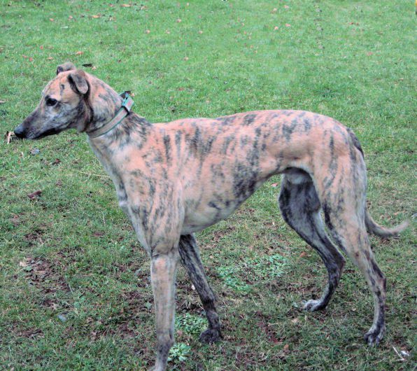 Greyhoundi iščejo dom - 2011 - foto povečava