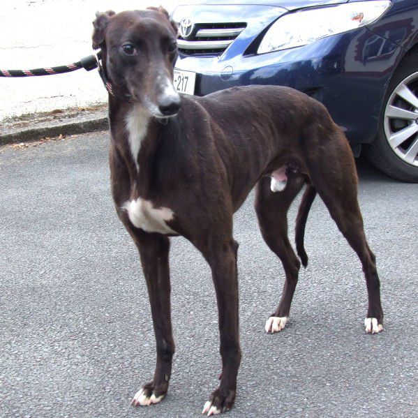 Greyhoundi iščejo dom - 2011 - foto