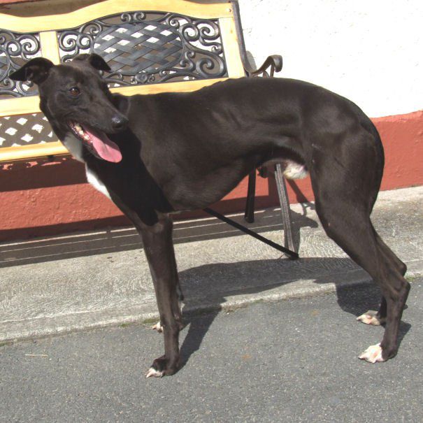Greyhoundi iščejo dom - 2011 - foto povečava