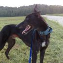 greyhound Wally