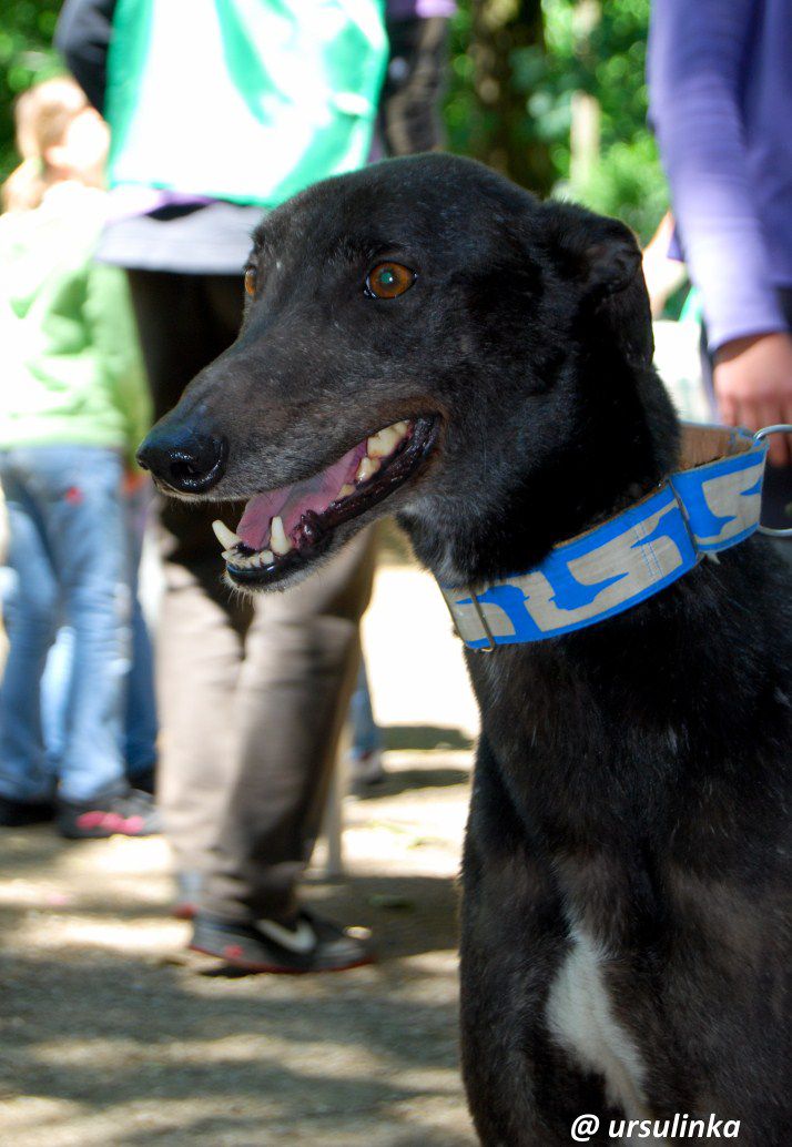 Greyhound Wally - foto povečava