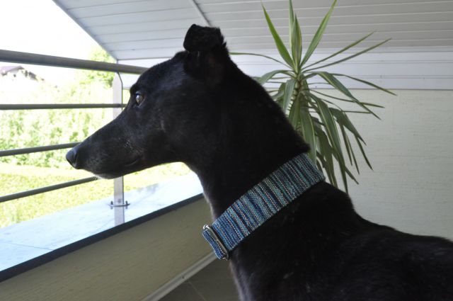 Greyhound Wally - foto