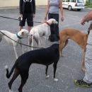 galgo Caelum