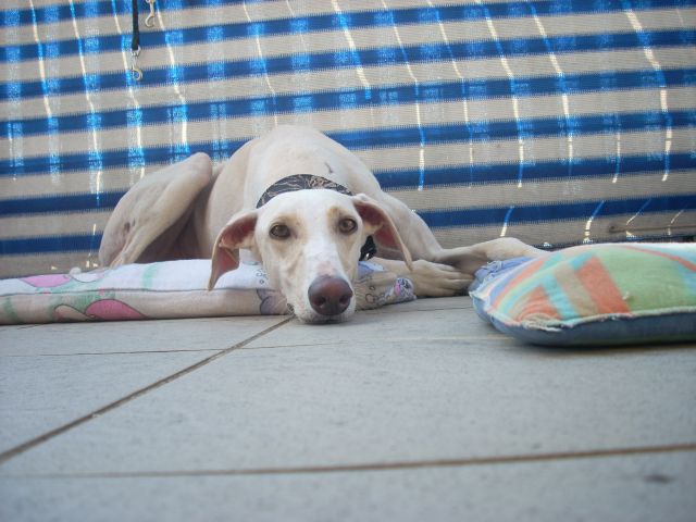 Galgo Caelum - foto