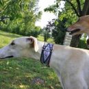 Galga FAELA