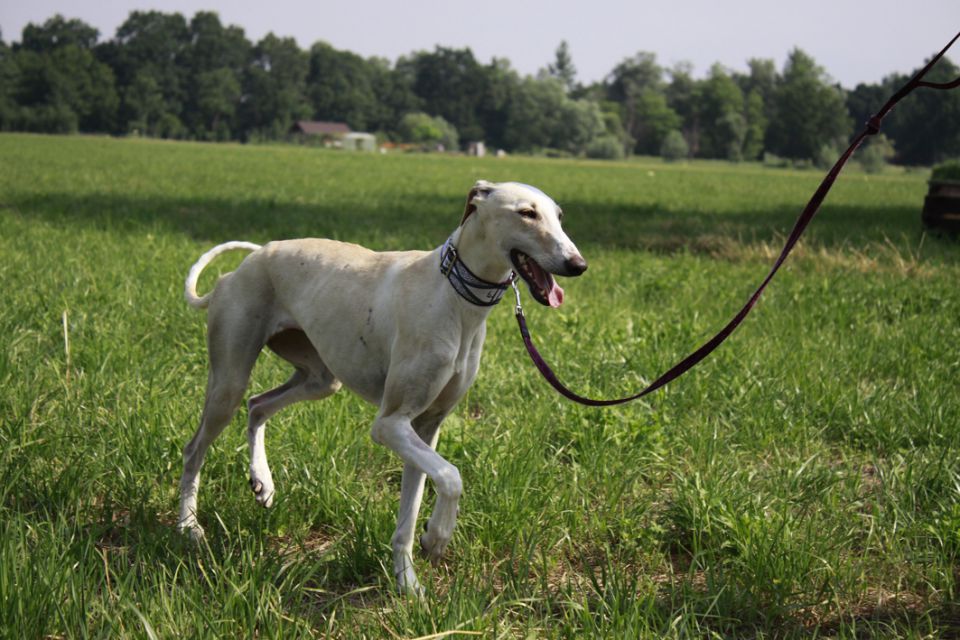 Galga FAELA - foto povečava