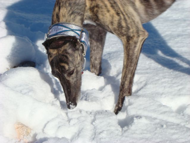 Greyhoundica Lola; 23.2.2014