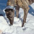Greyhoundica Lola; 23.2.2014