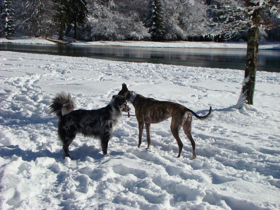 Greyhoundica Lola; 23.2.2014