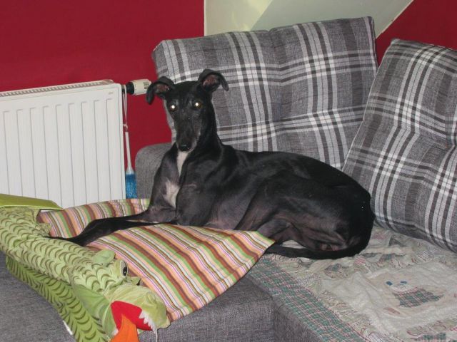 Galga Gemma; 5.3.2014