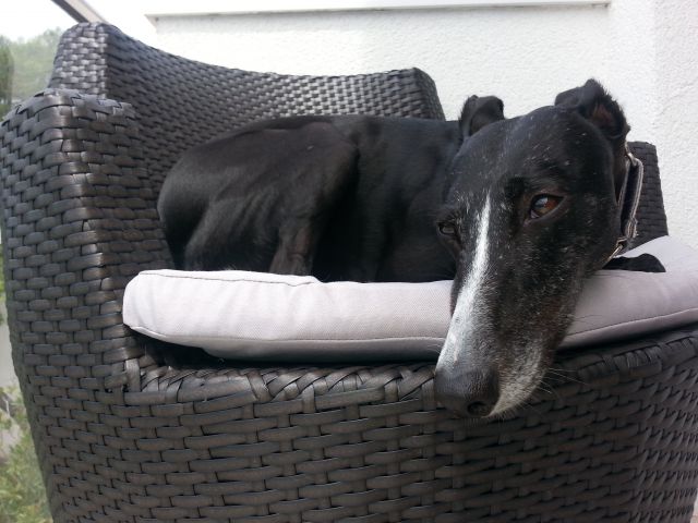 Galga Ashi (ex Perrita); 9.6.2014