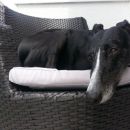 galga Ashi (ex Perrita); 9.6.2014