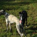 galga Ashi (ex Perrita); 9.6.2014