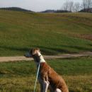 Galgo LaSol; 9.6.2014