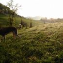 Galgo LaSol; 9.6.2014